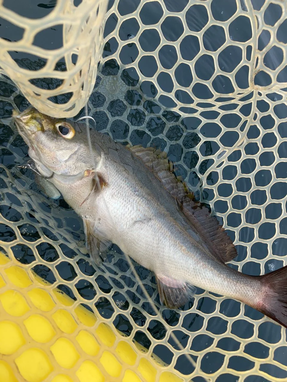 メタルジグで釣れたイサキ