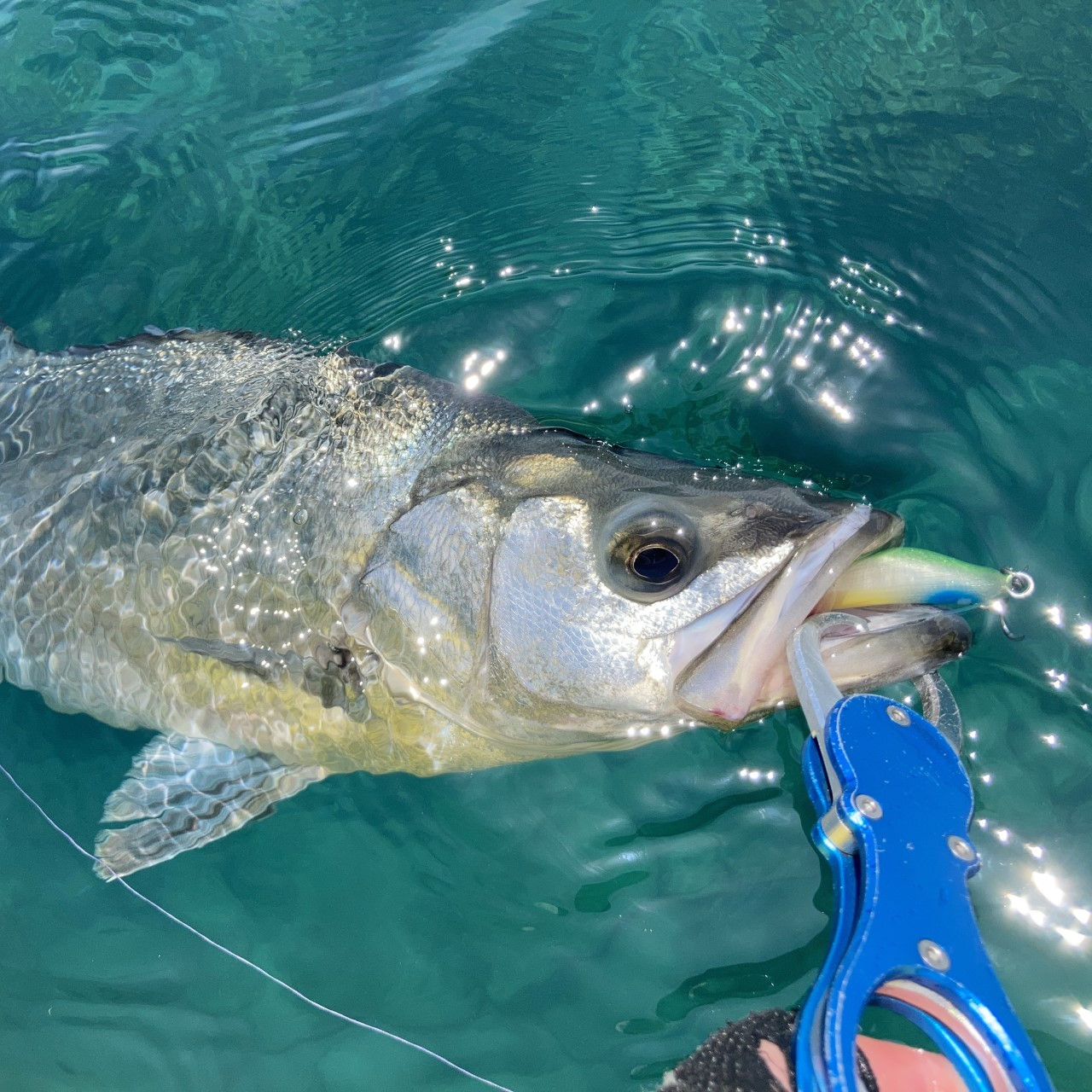 BREATHRIDE110Fで釣れたヒラスズキ