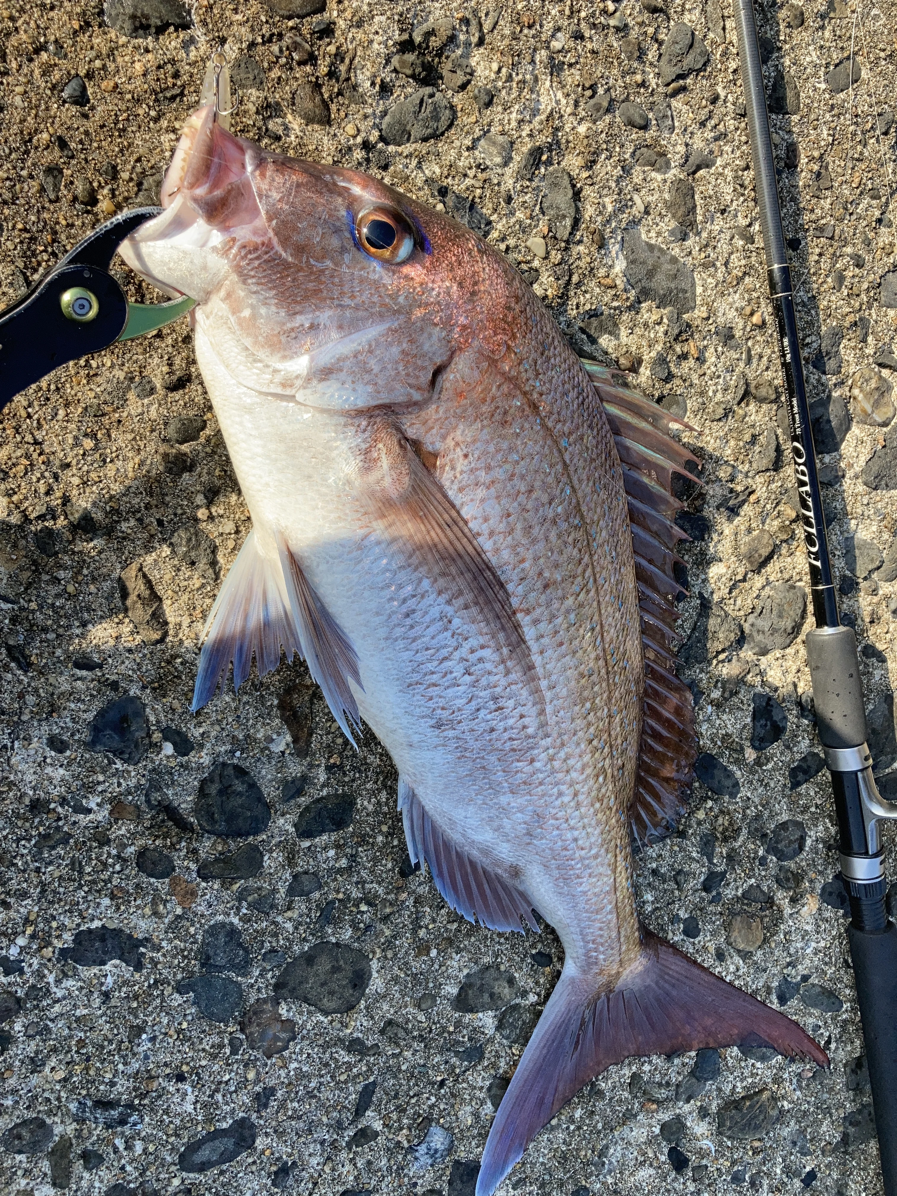 真鯛がミノーにアタック