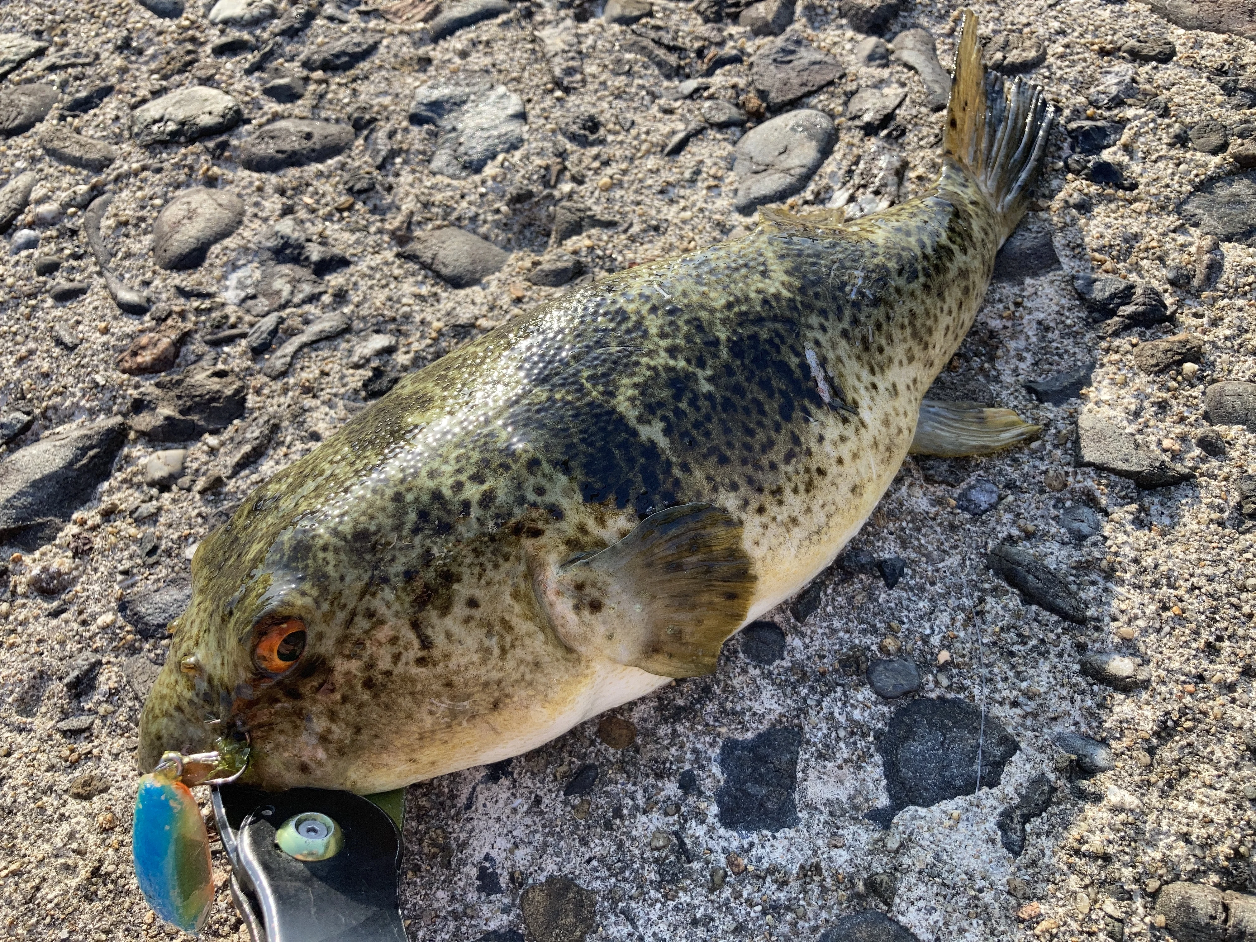 彼岸フグを釣る