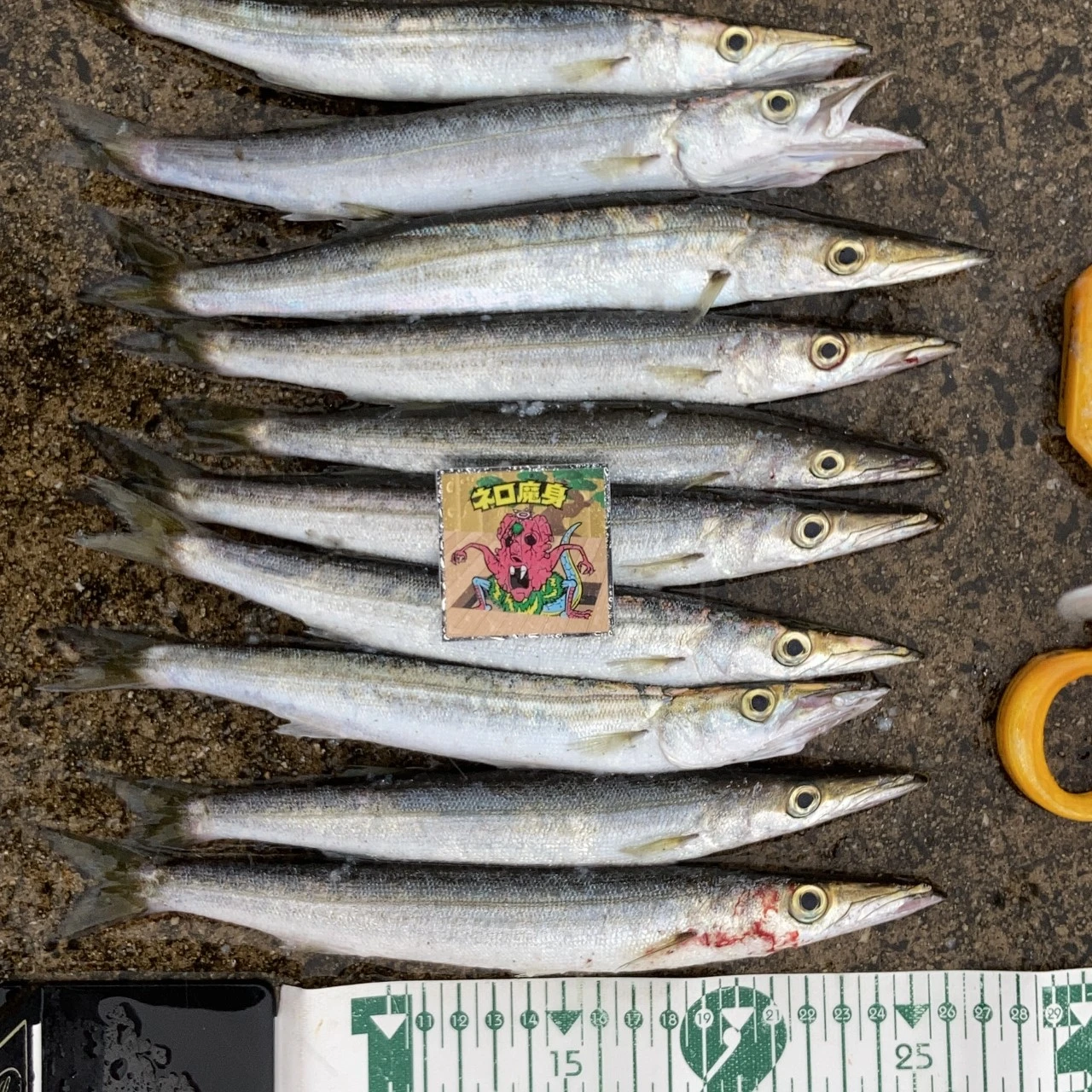 METALTOSS9ｇでカマスがたくさん釣れた画像