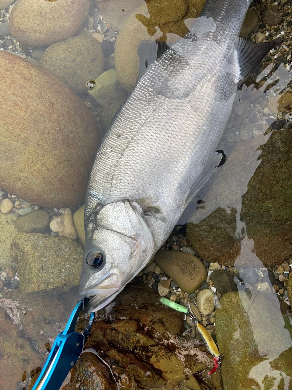 春のシーバスをLBBLADE35で釣る