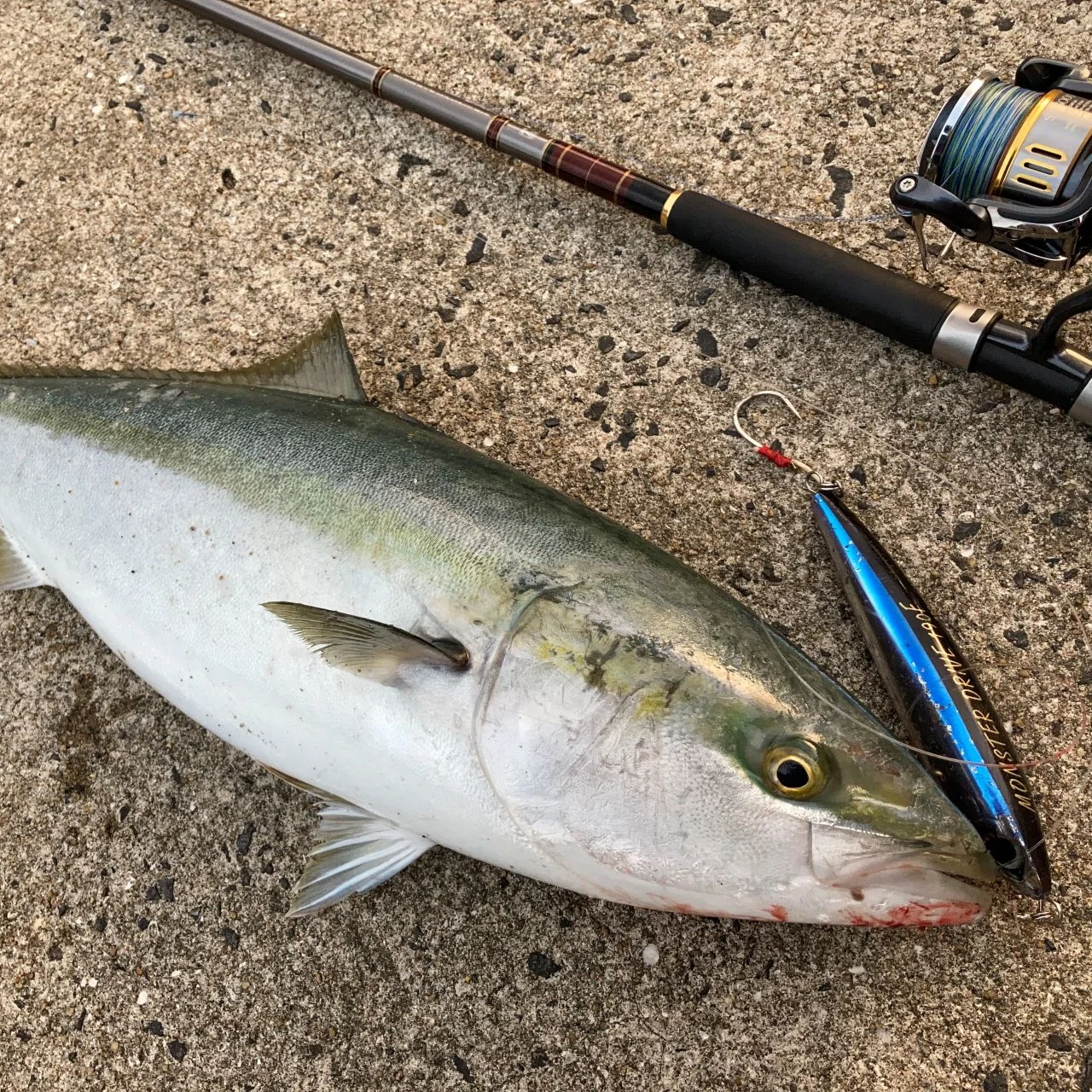 釣れた青物とタックル