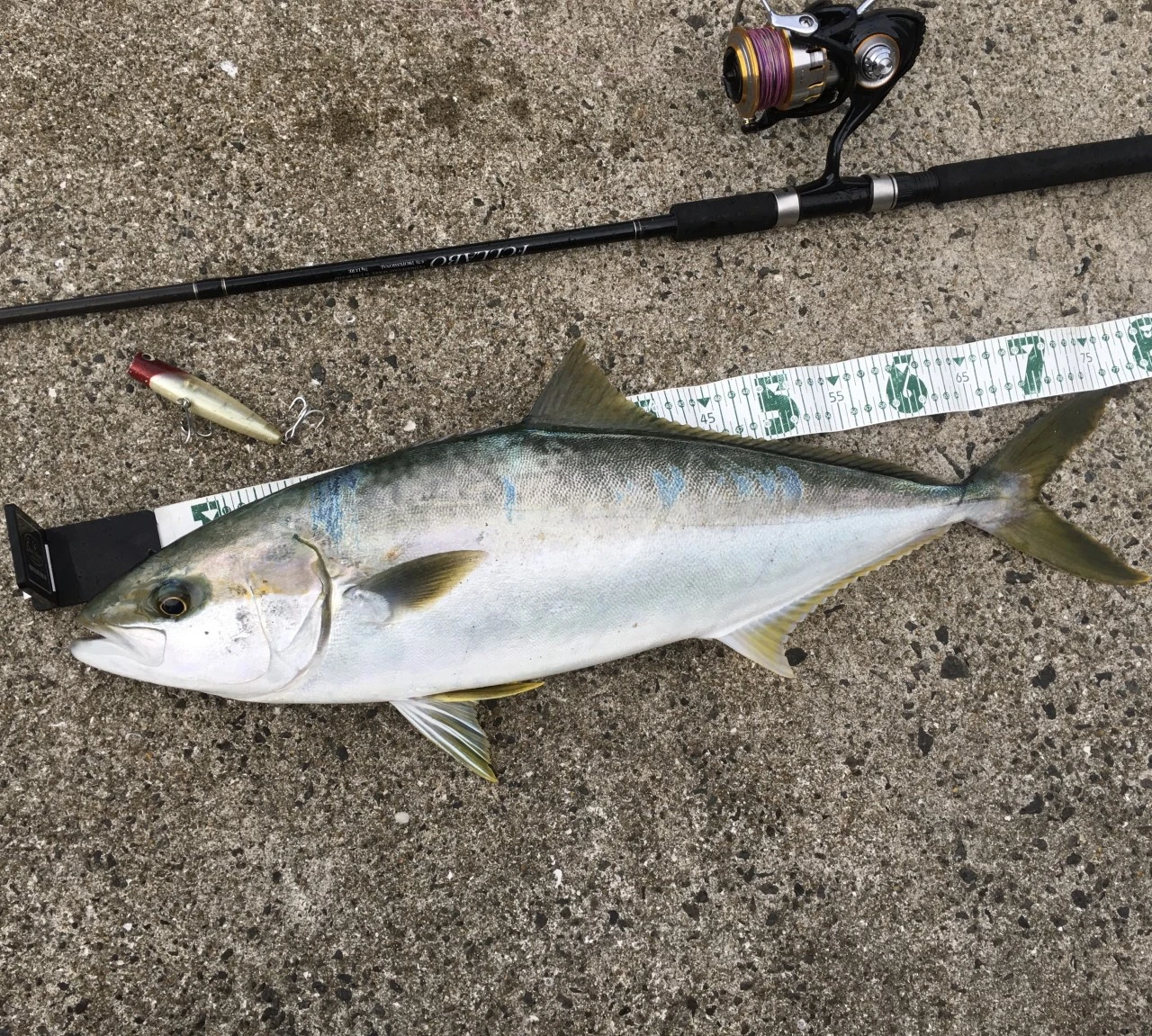 ポップクイーンと青物