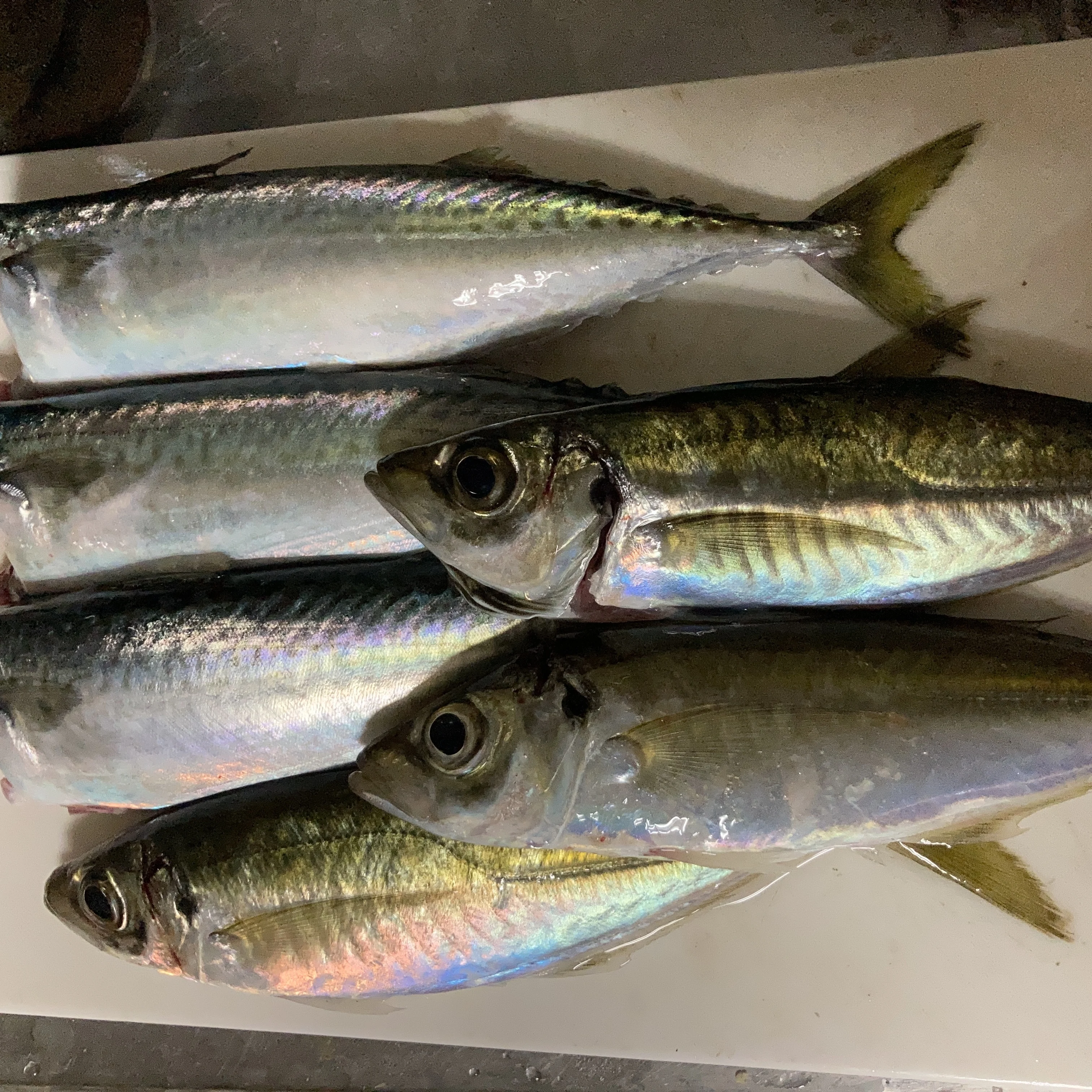 2月のアジングの釣果