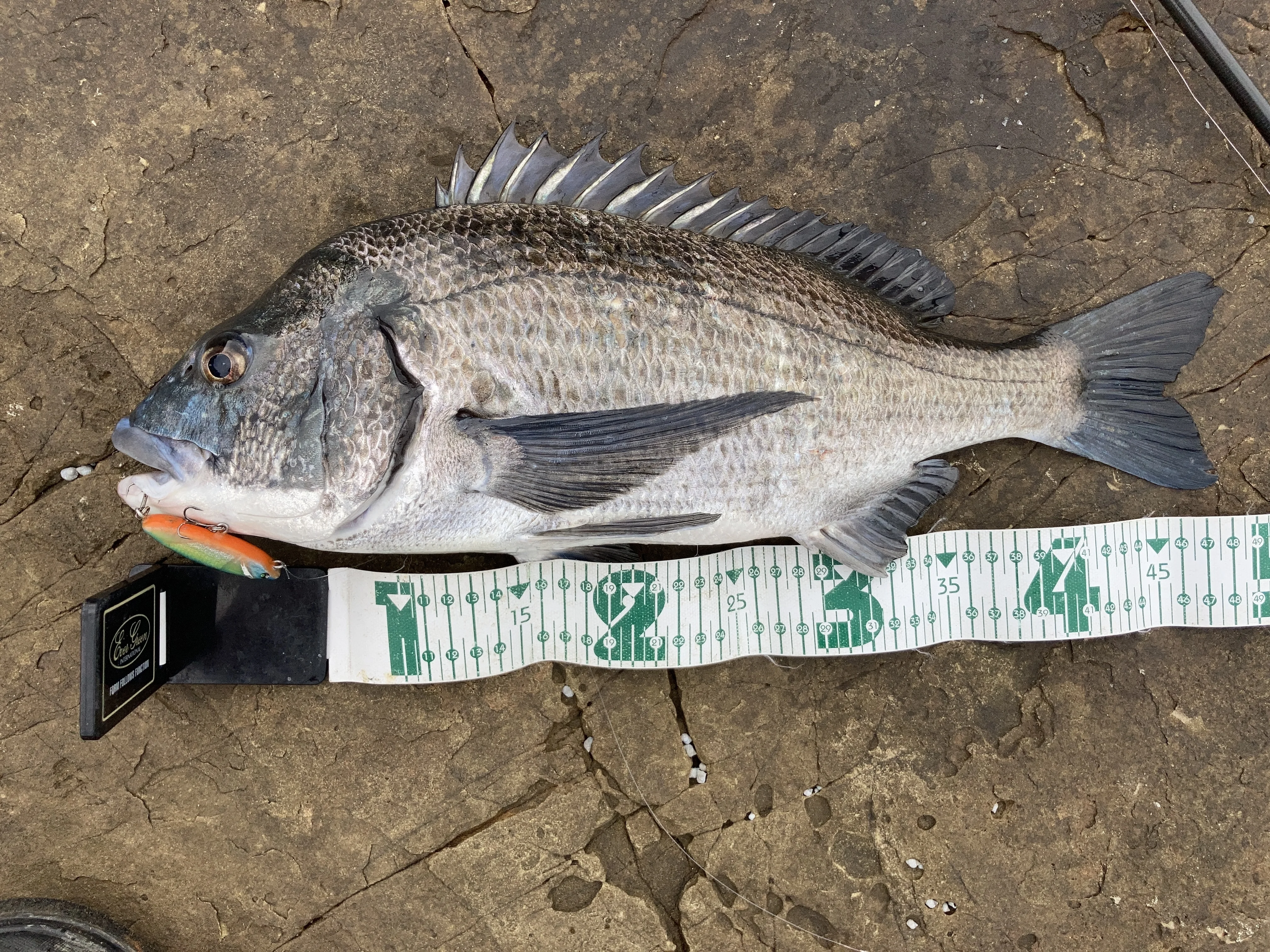 チニングで釣れたチヌのサイズ測定