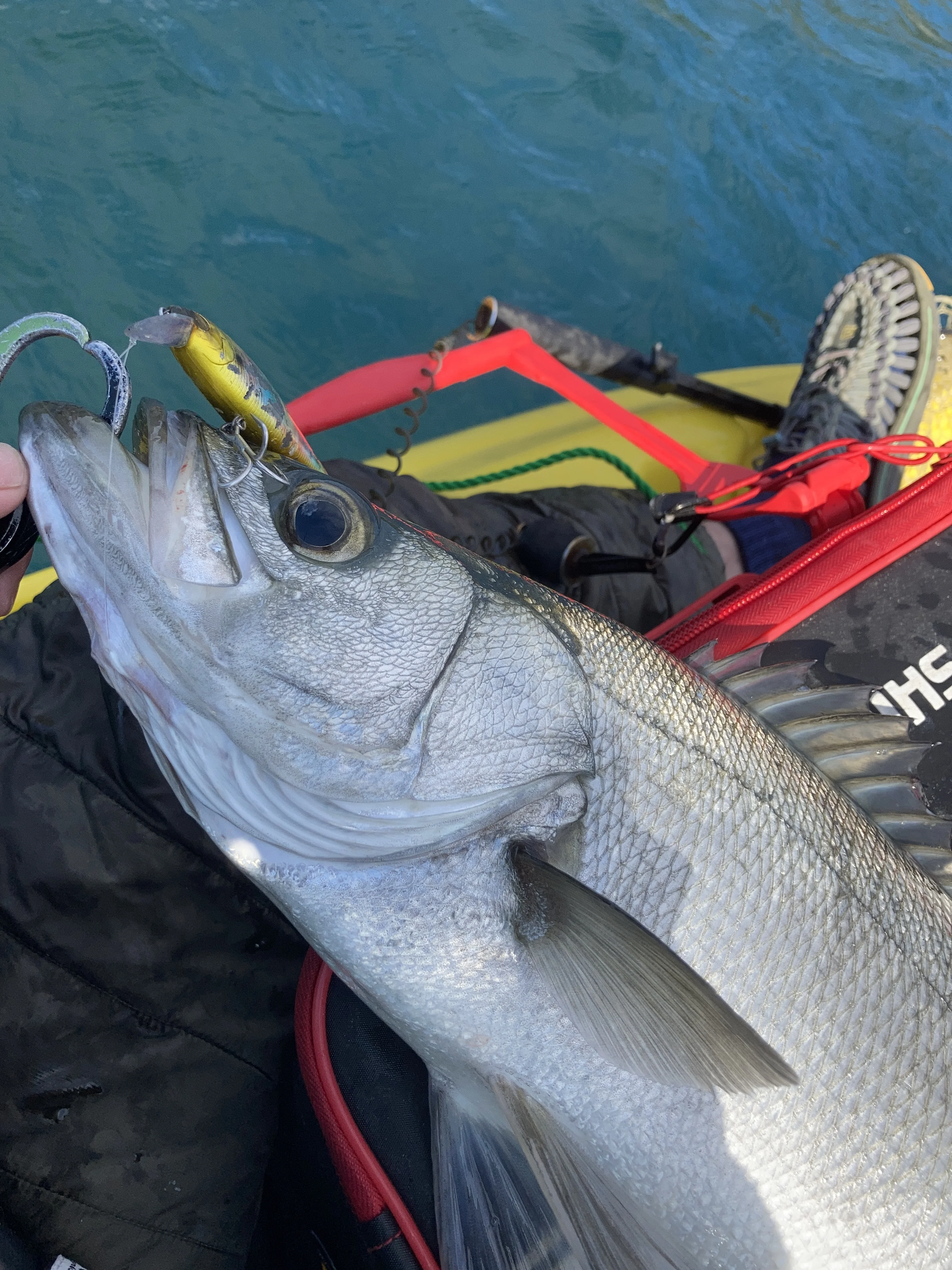 ヒラスズキが釣れたルアー