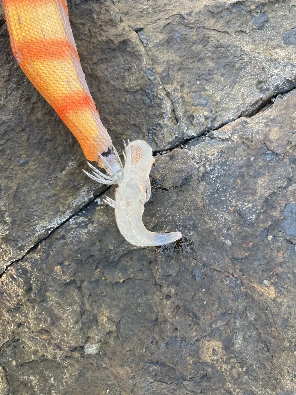 エギングでイカのゲソ