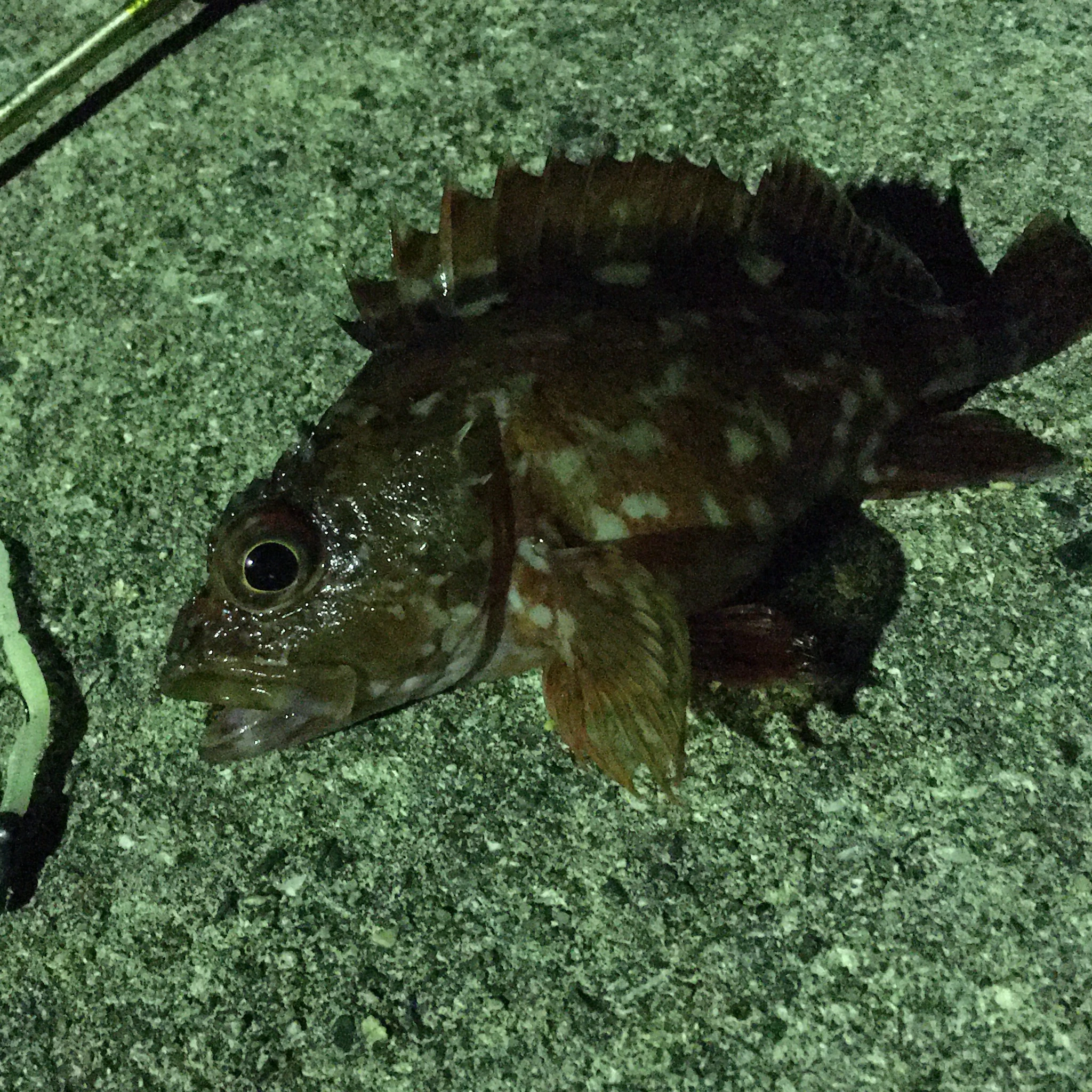 ワームで魚釣り