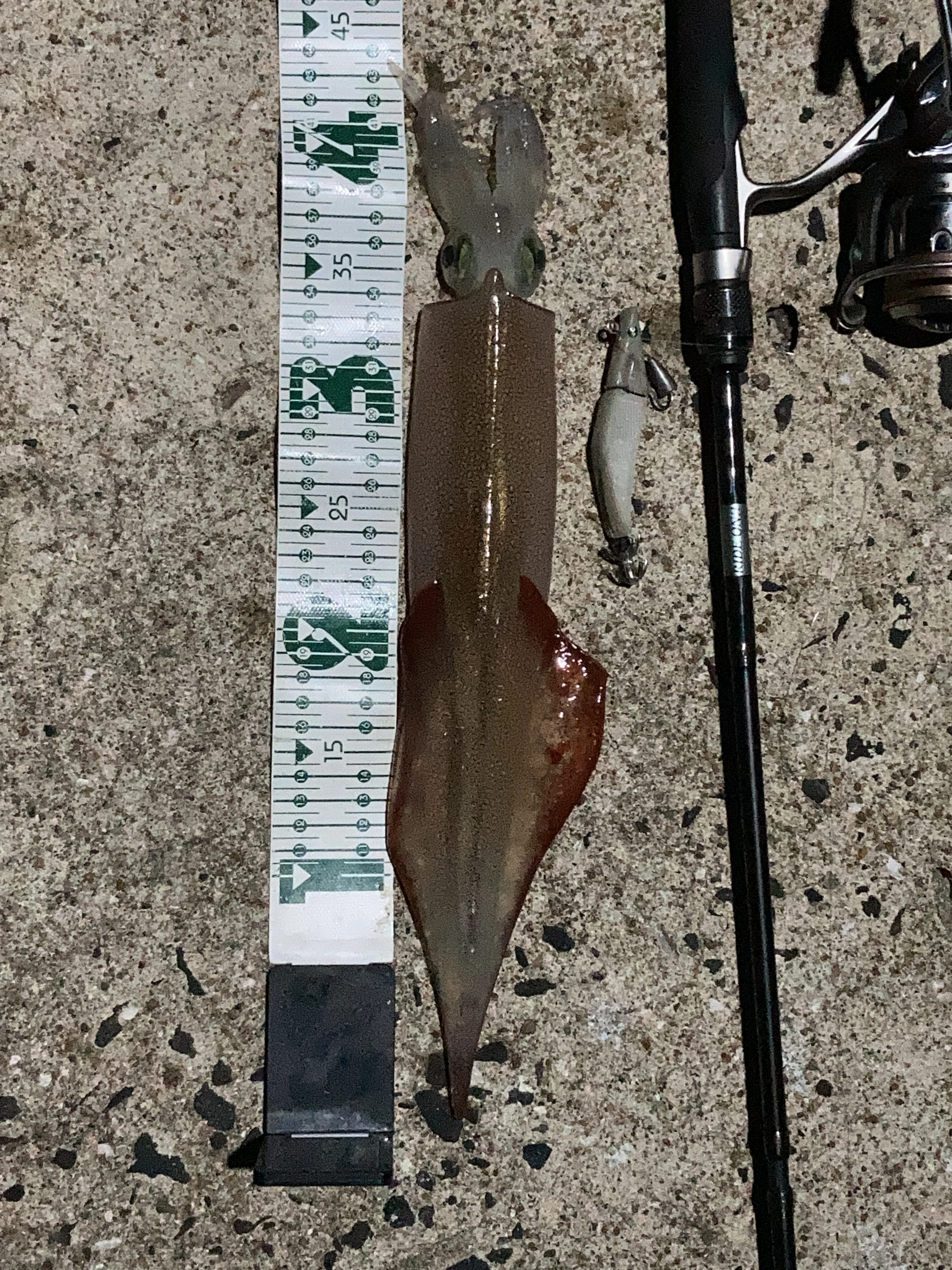 GURAIDROLL90でヤリイカ釣り