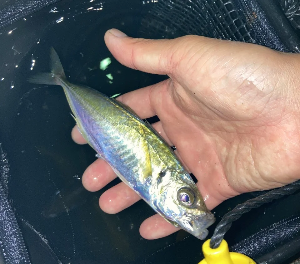 手に持っている鯵