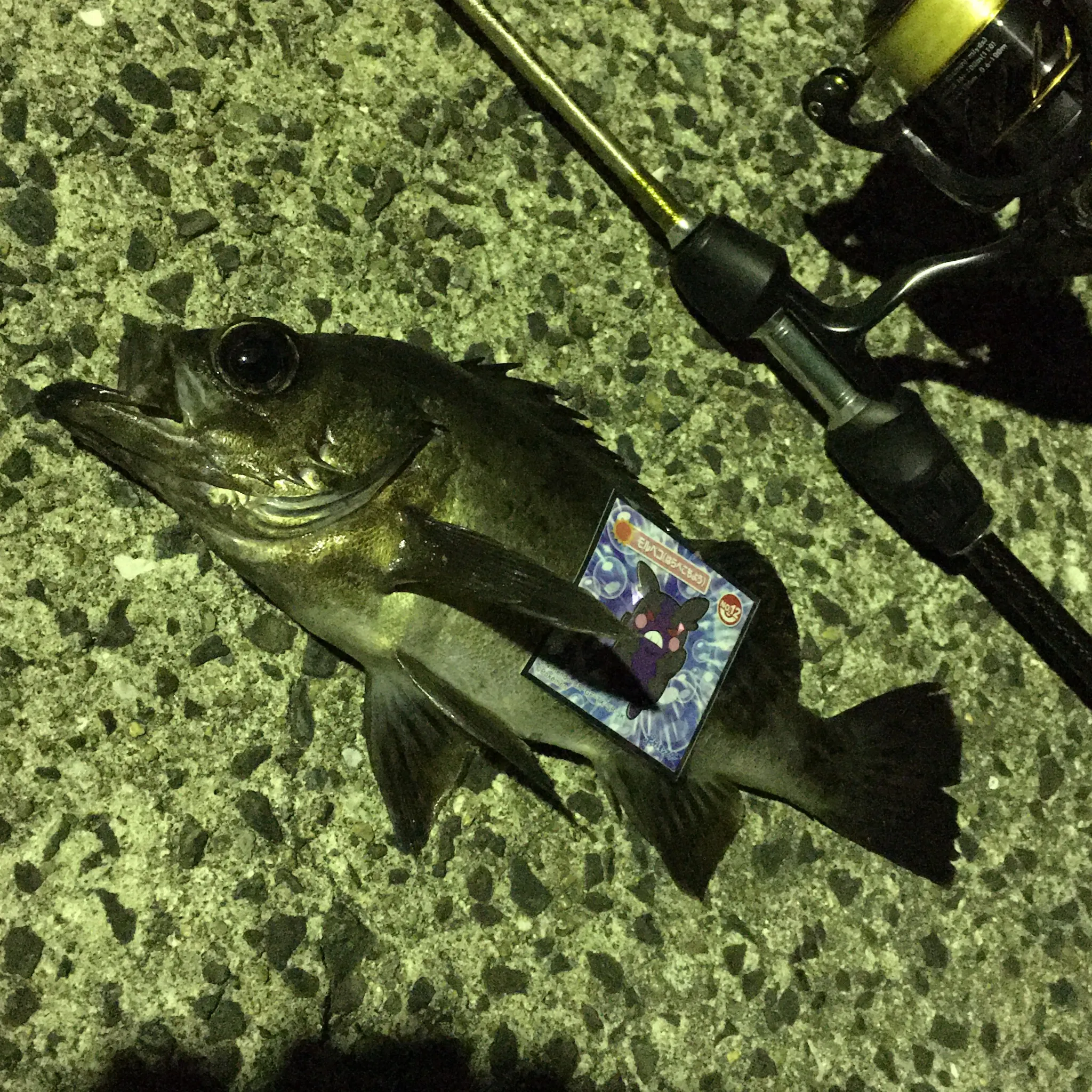 使った釣道具とメバルの画像