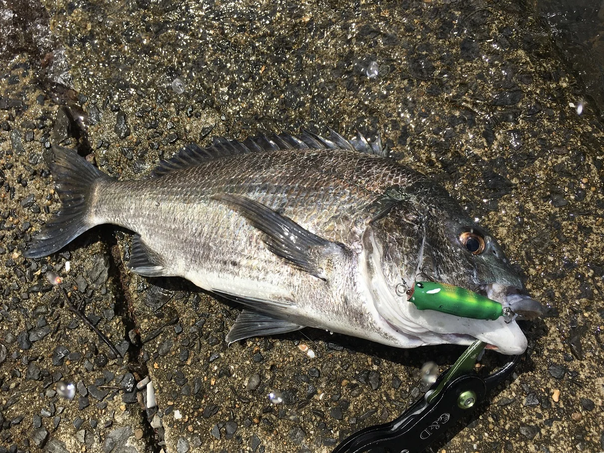 ３dプリンタルアーでチニング