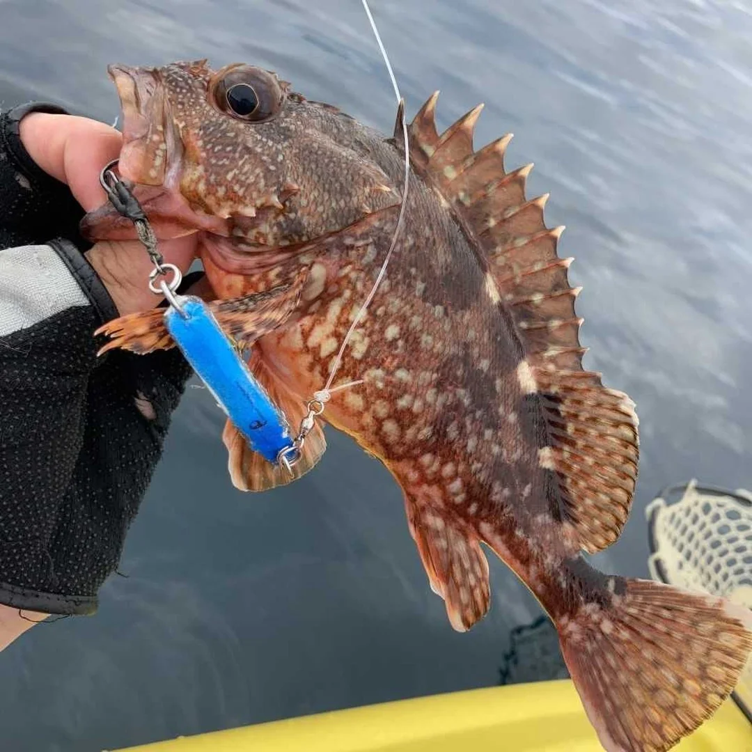 METALTOSS26ｇとアラカブ