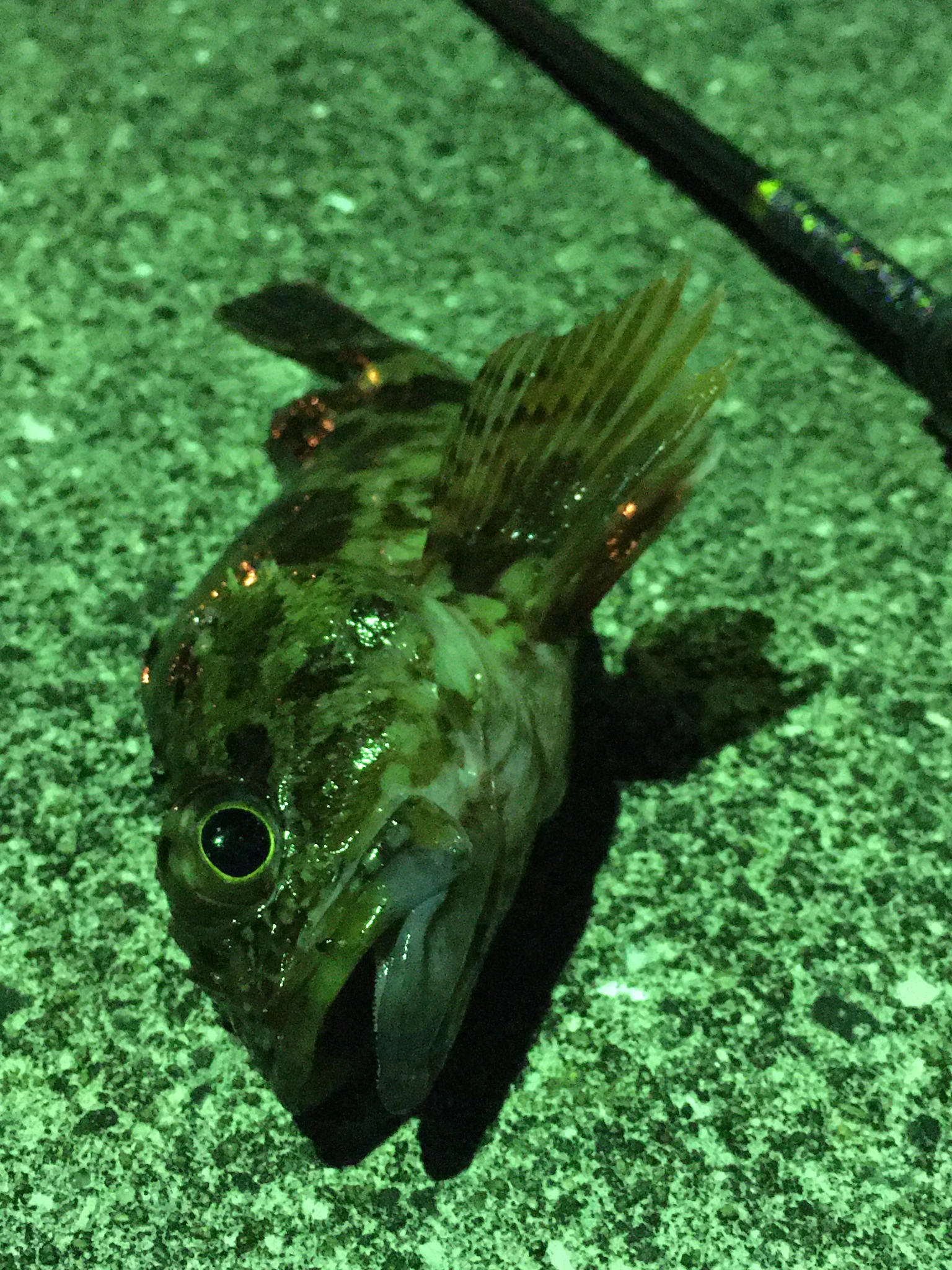 ナイトロックフィッシュゲーム