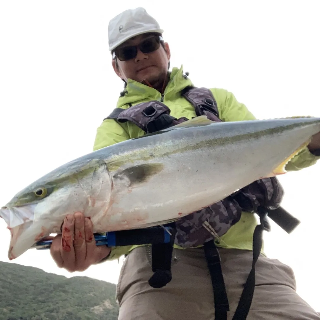 山下勇磨とブリ