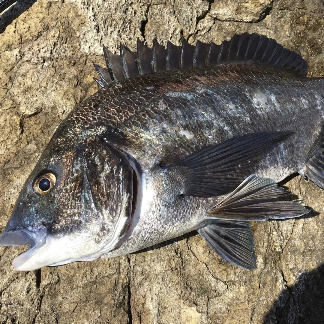 磯でクロダイをルアーで釣る