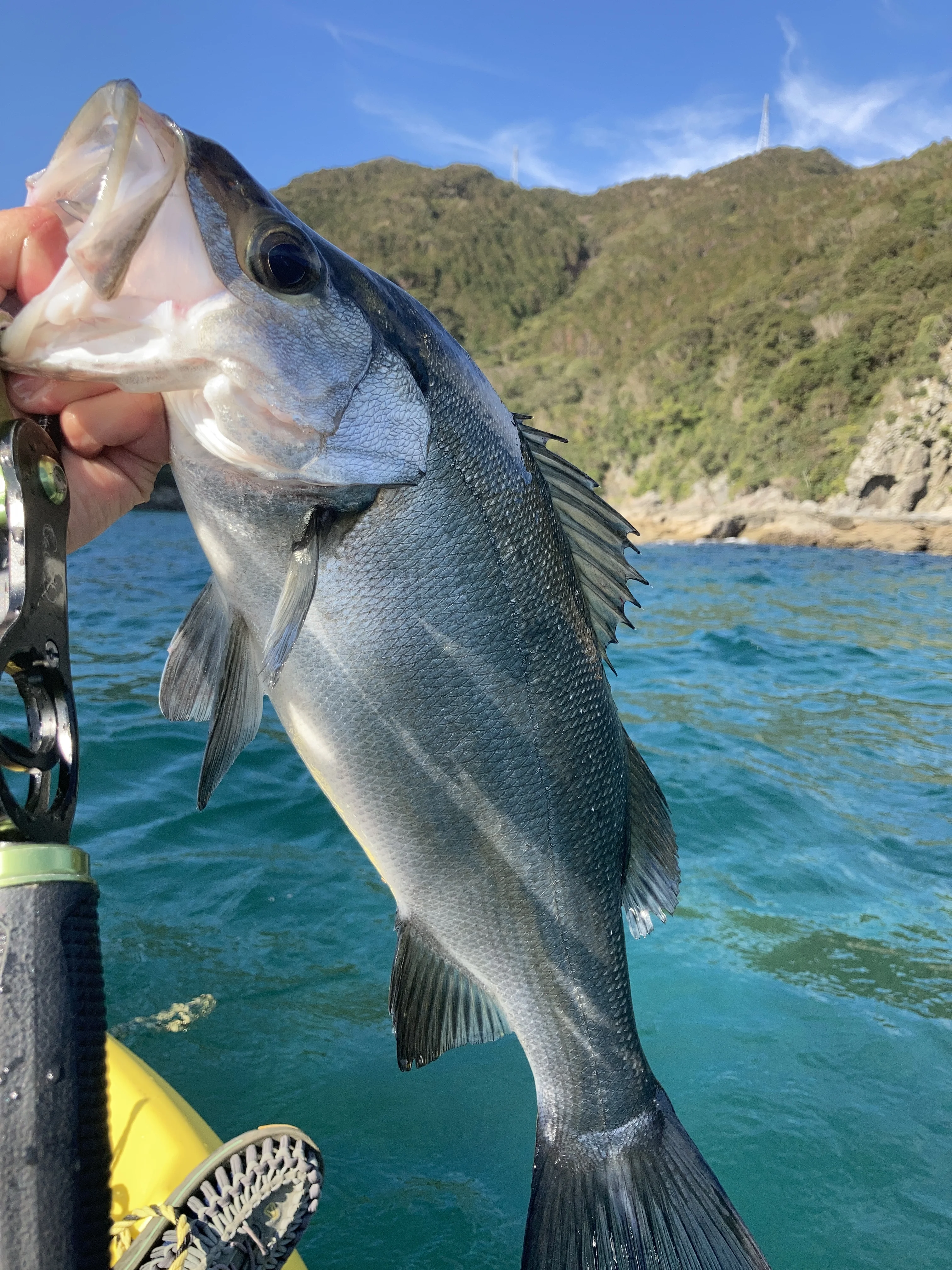 カヤックフィッシングで釣れたヒラスズキ