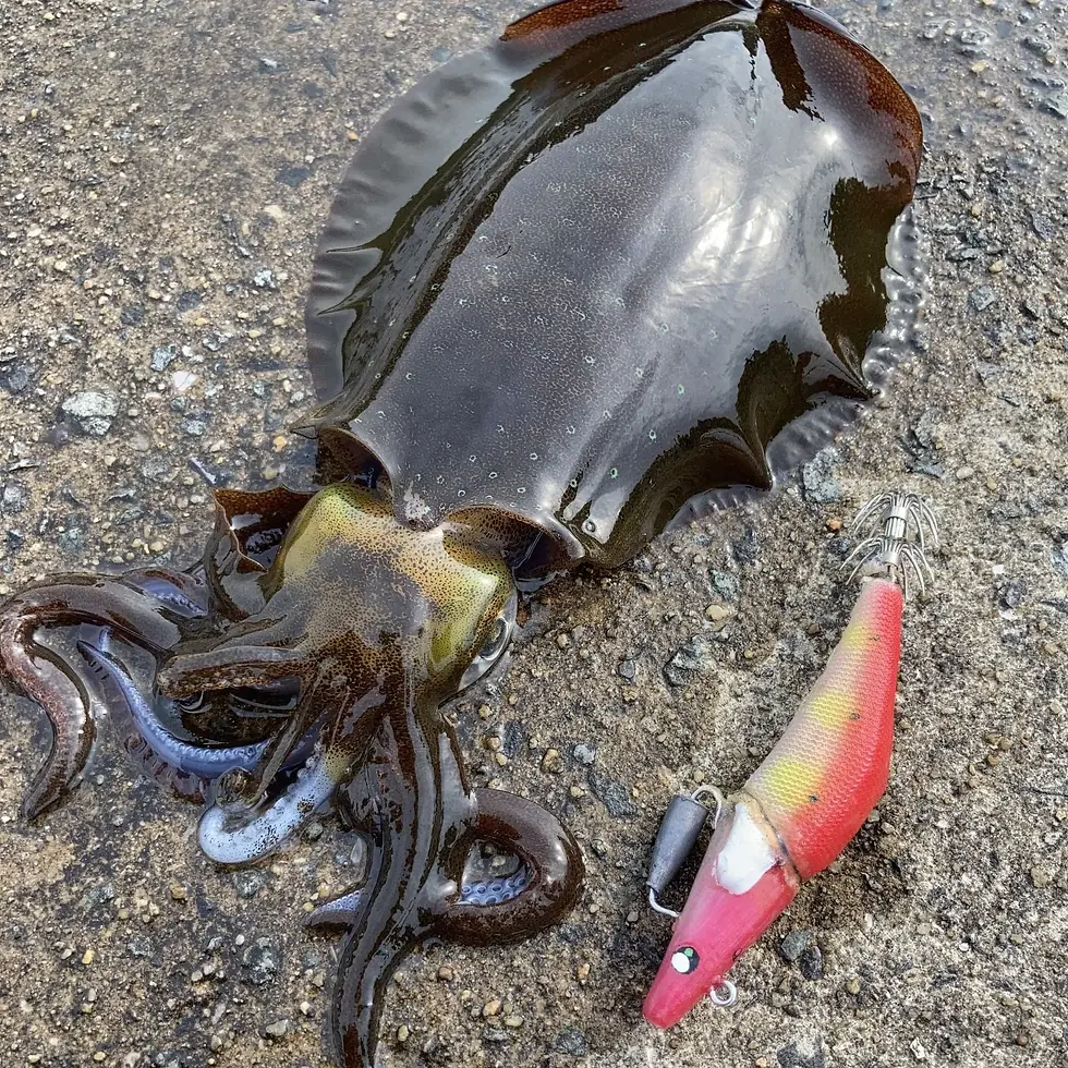 グライドロールプロトモデルとアオリイカ