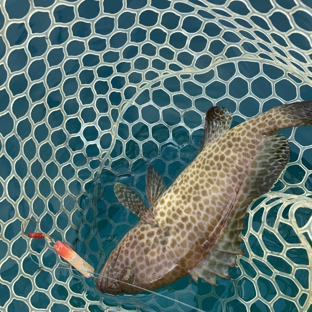 メタルトスとオオモンハタ