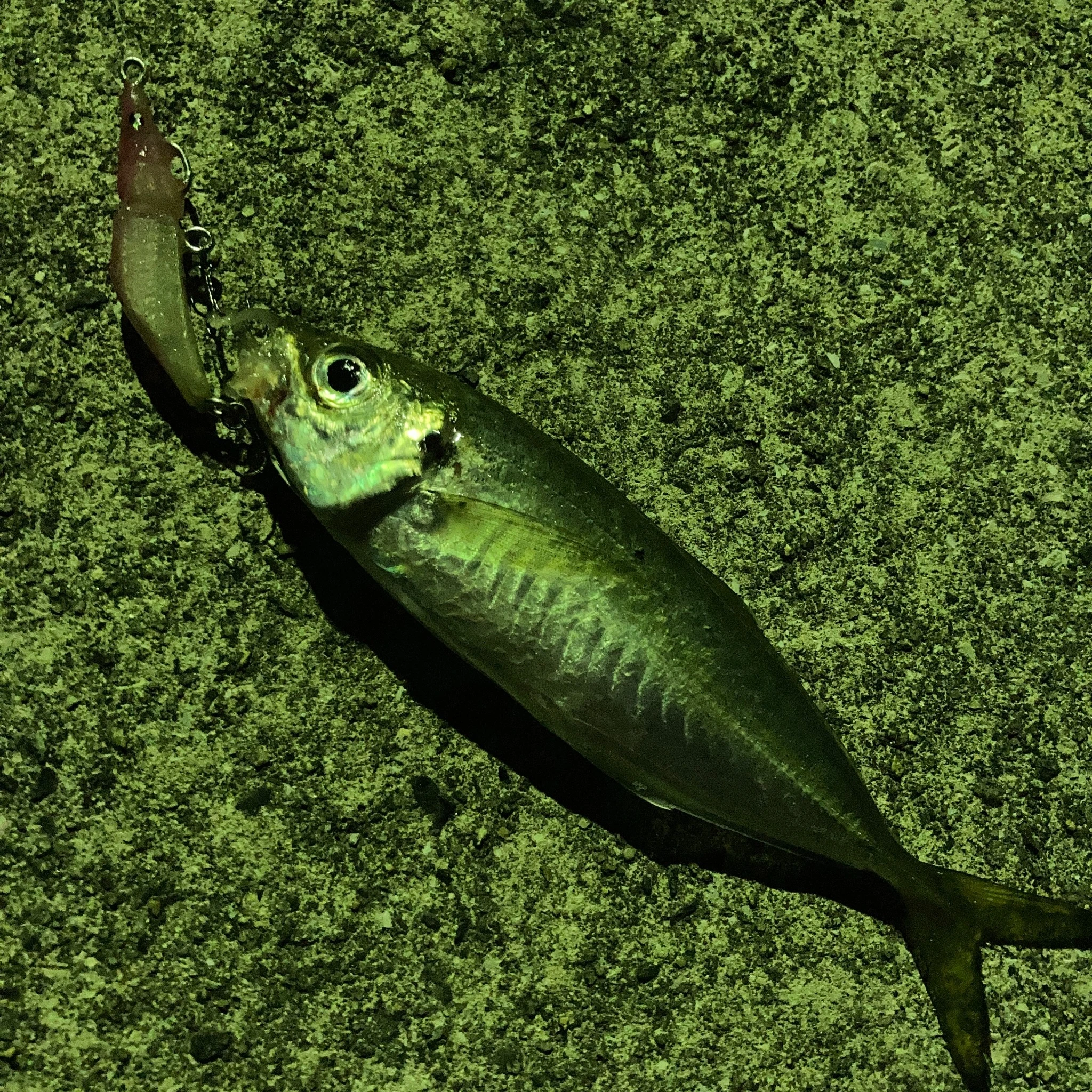 フックチューンした３Ｄプリンタルアーでアジ