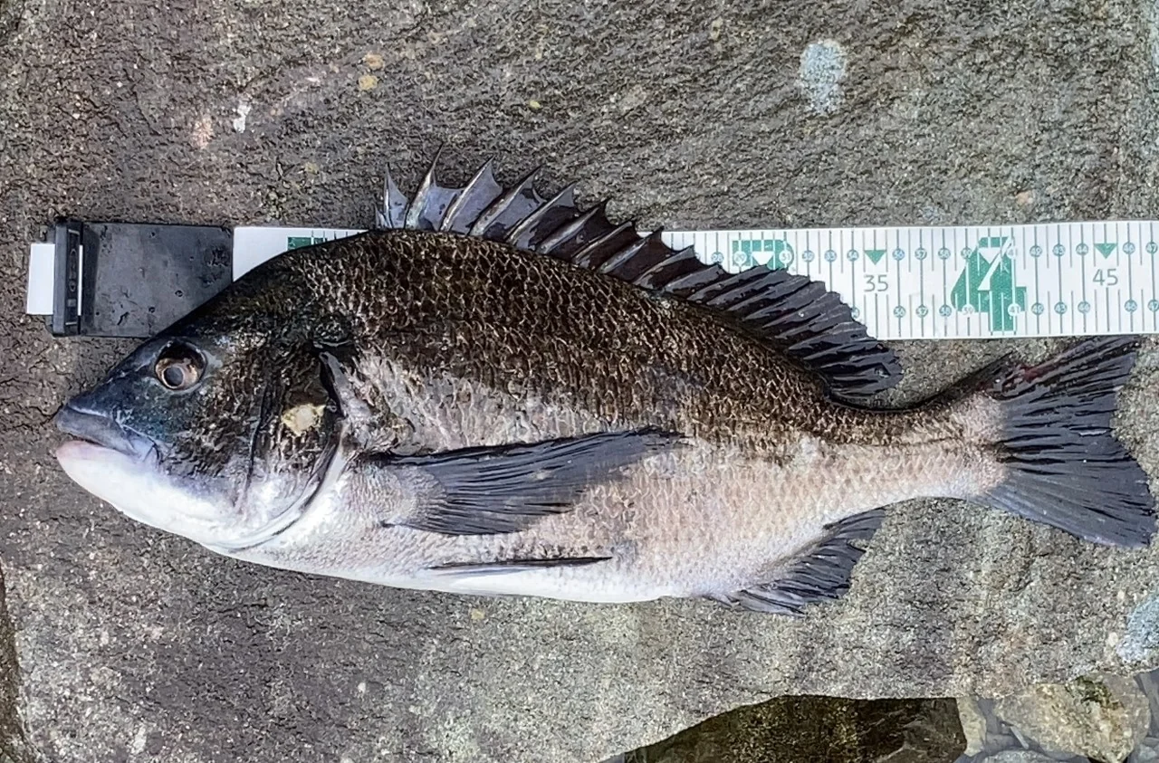 釣れたクロダイの計測