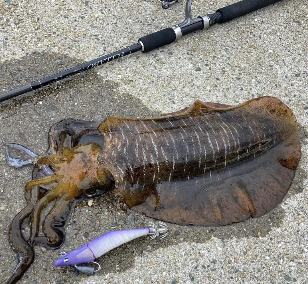 GURAIDROLL100で釣れたアオリイカ