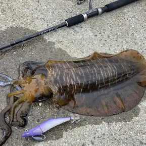 7月チニング＆エギング｜自作エギでRIDEONした釣果レポート