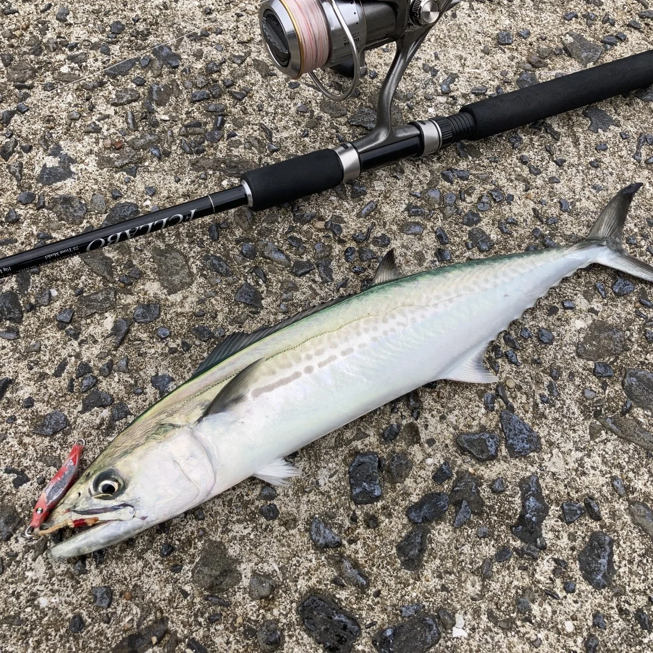 メタルトス２６gとサワラの釣果画像