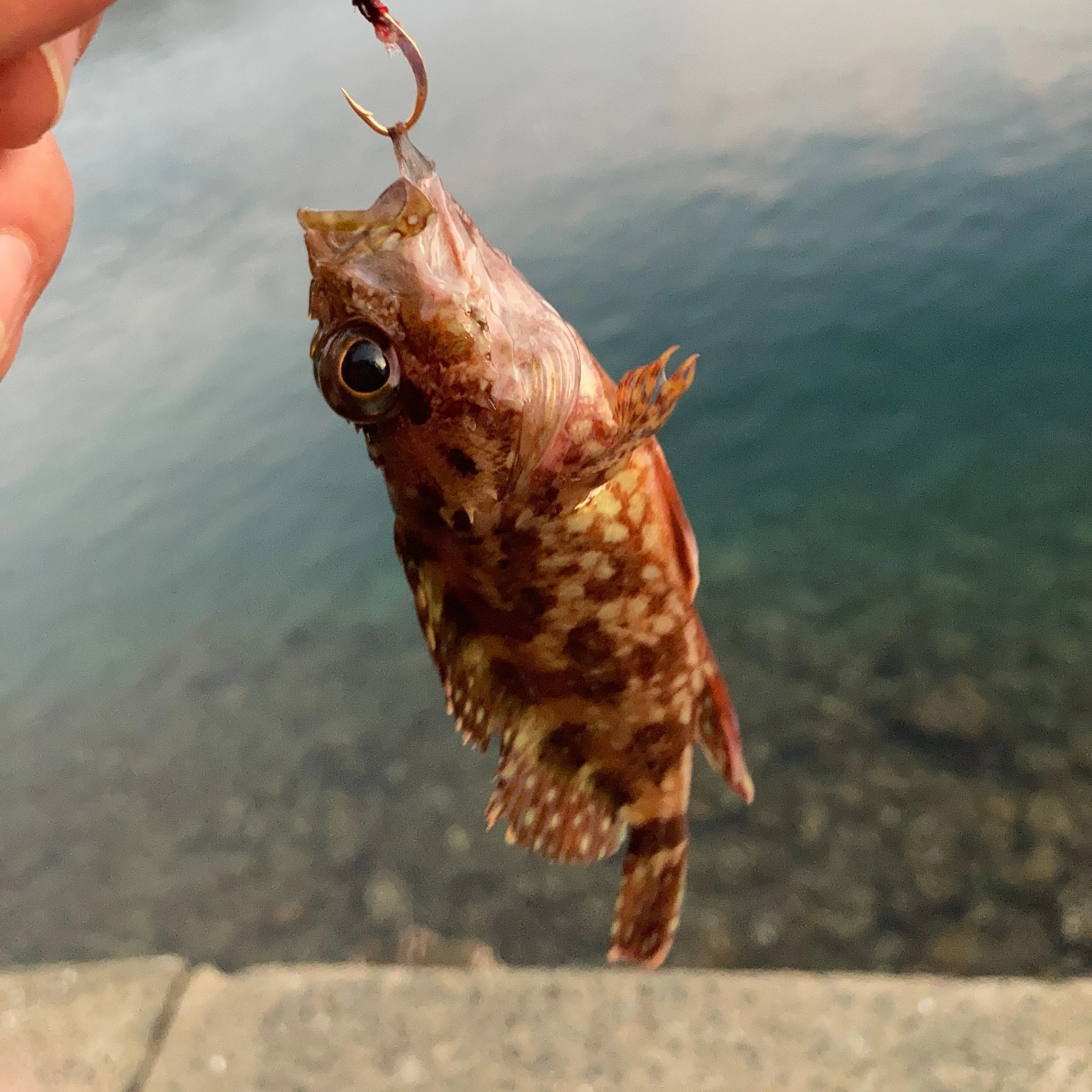 小さなアラカブ