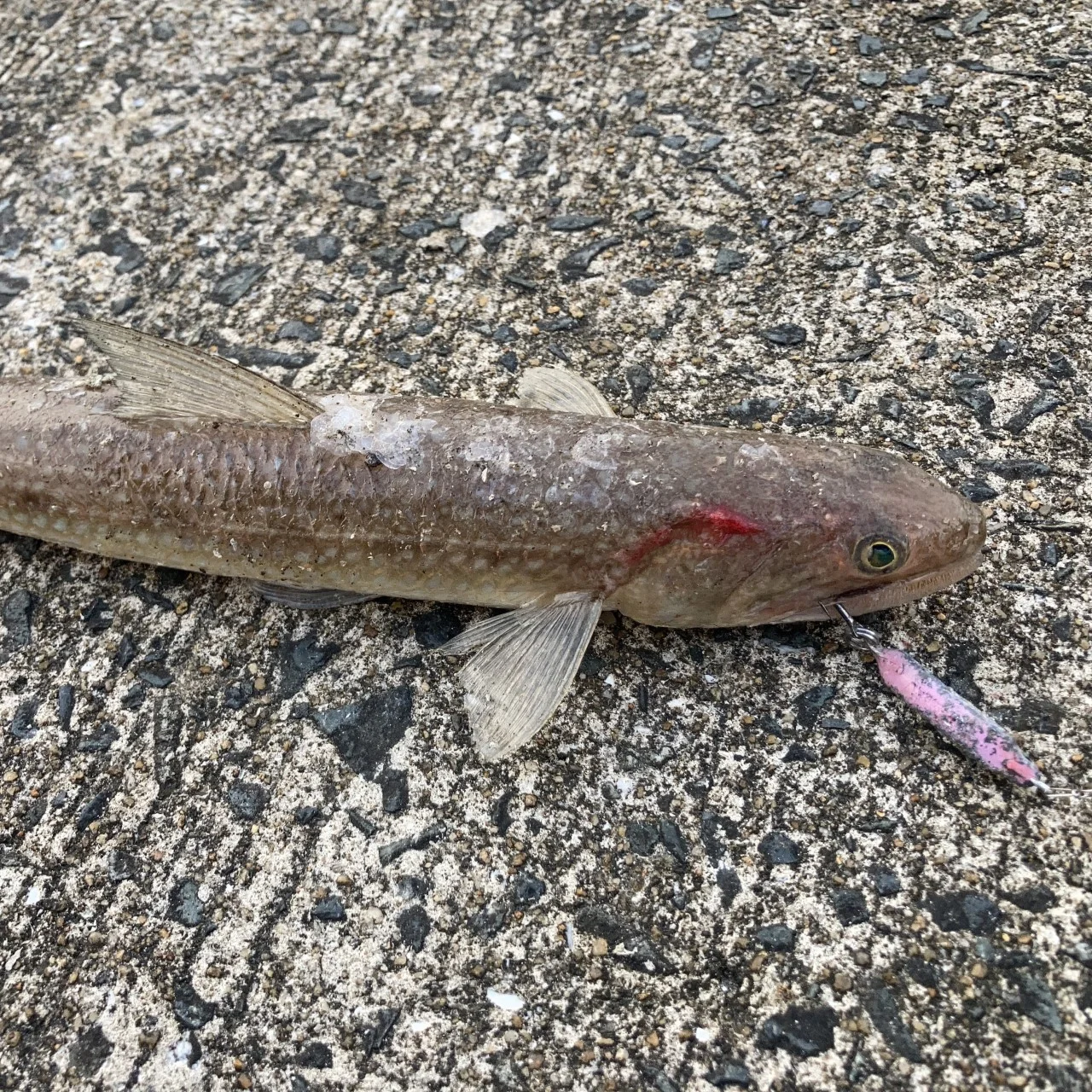 メタルジグでエソ