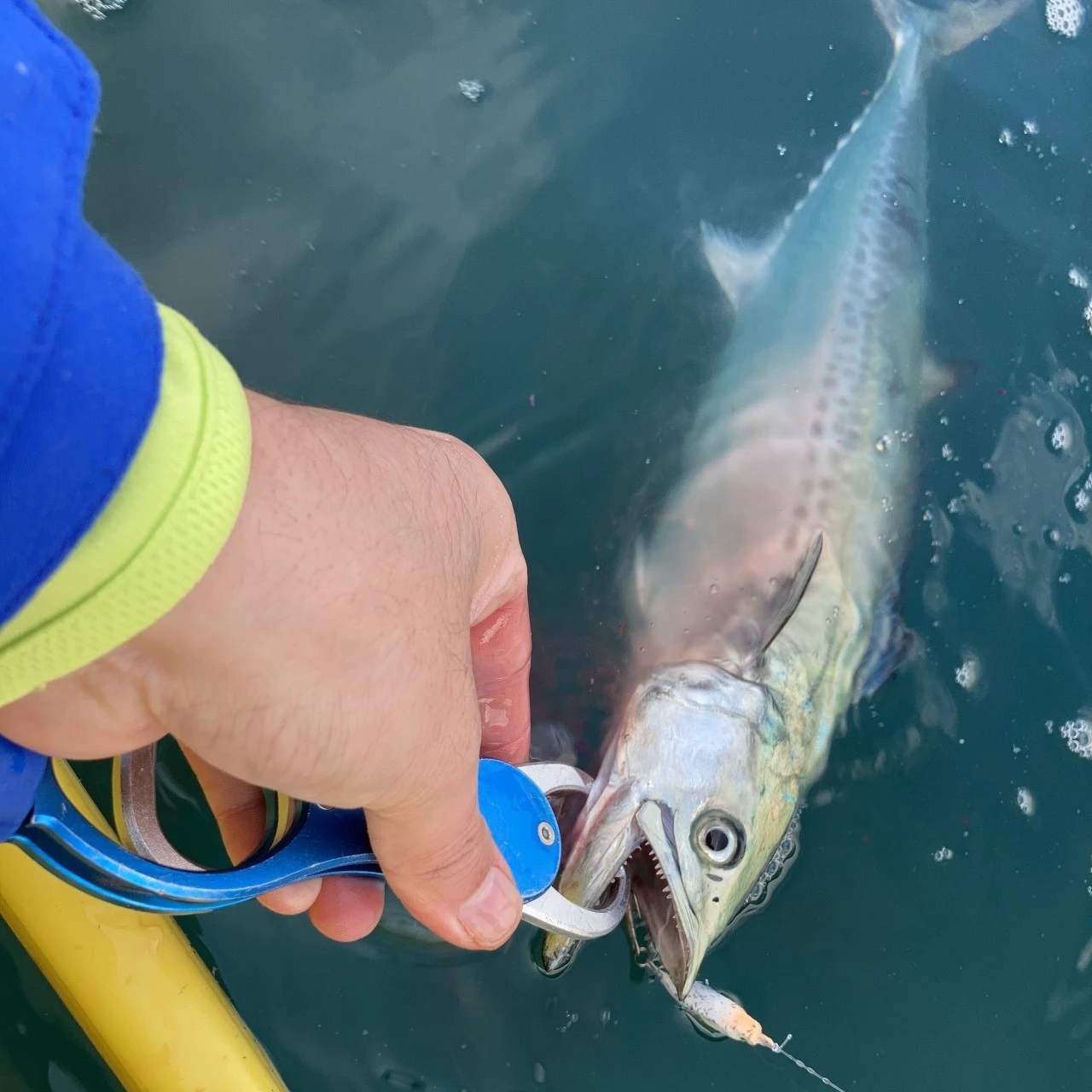 カヤックフィッシングでサワラ