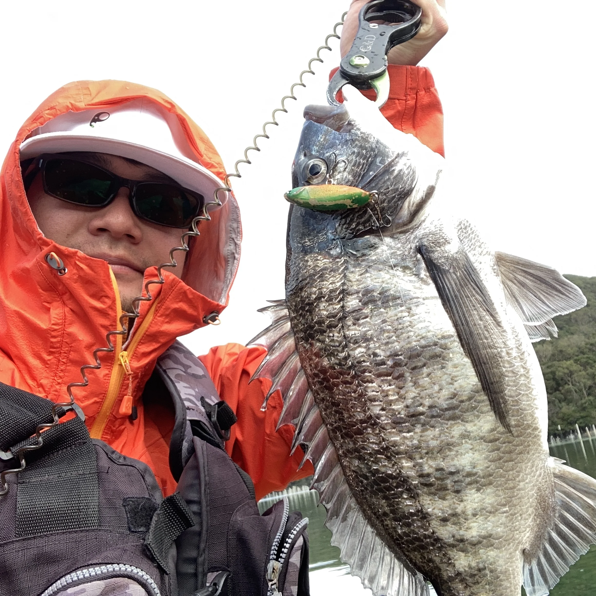 クロダイはスライドワイパーの魅力に引き付けられた