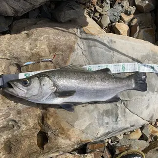 APPルアーで釣れたヒラスズキの計測