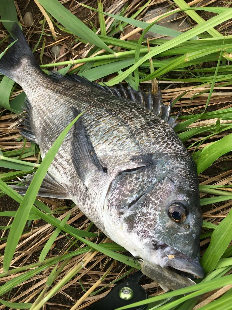 SLIDEWIPER55Sとチヌの画像