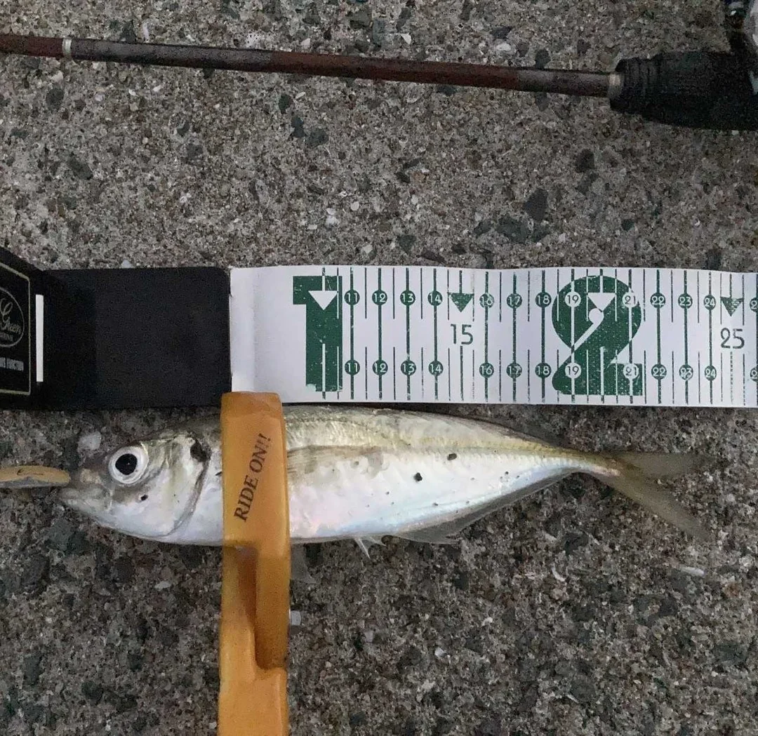 デイゲームでアジング