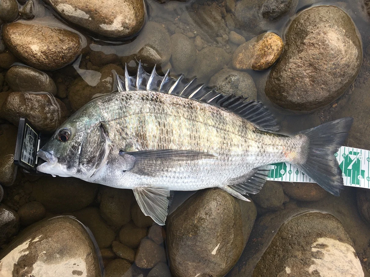 自作ルアーで釣れたチヌのサイズ測定