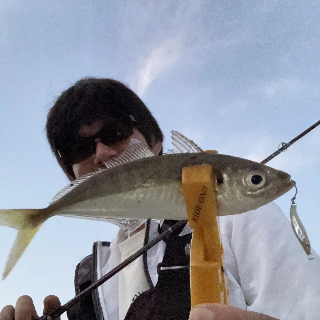 メタルトス9gと鯵