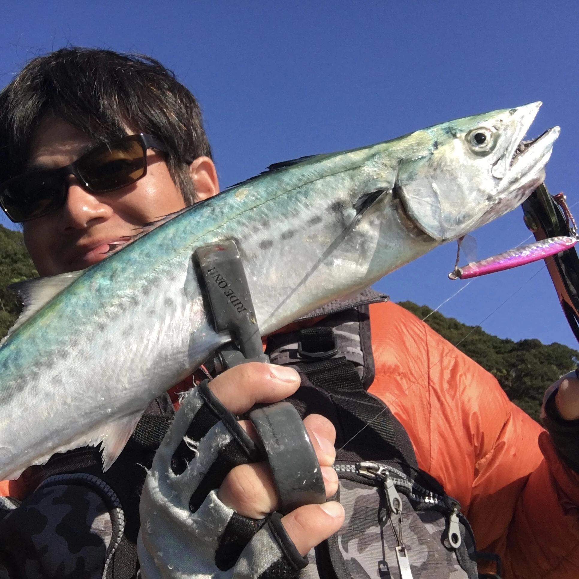 APヤマシタとサゴシ