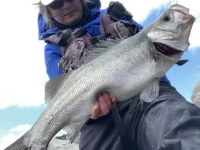 2月のルアーフィッシング総括|アジング・チニング・エギング・ヒラスズキ攻略