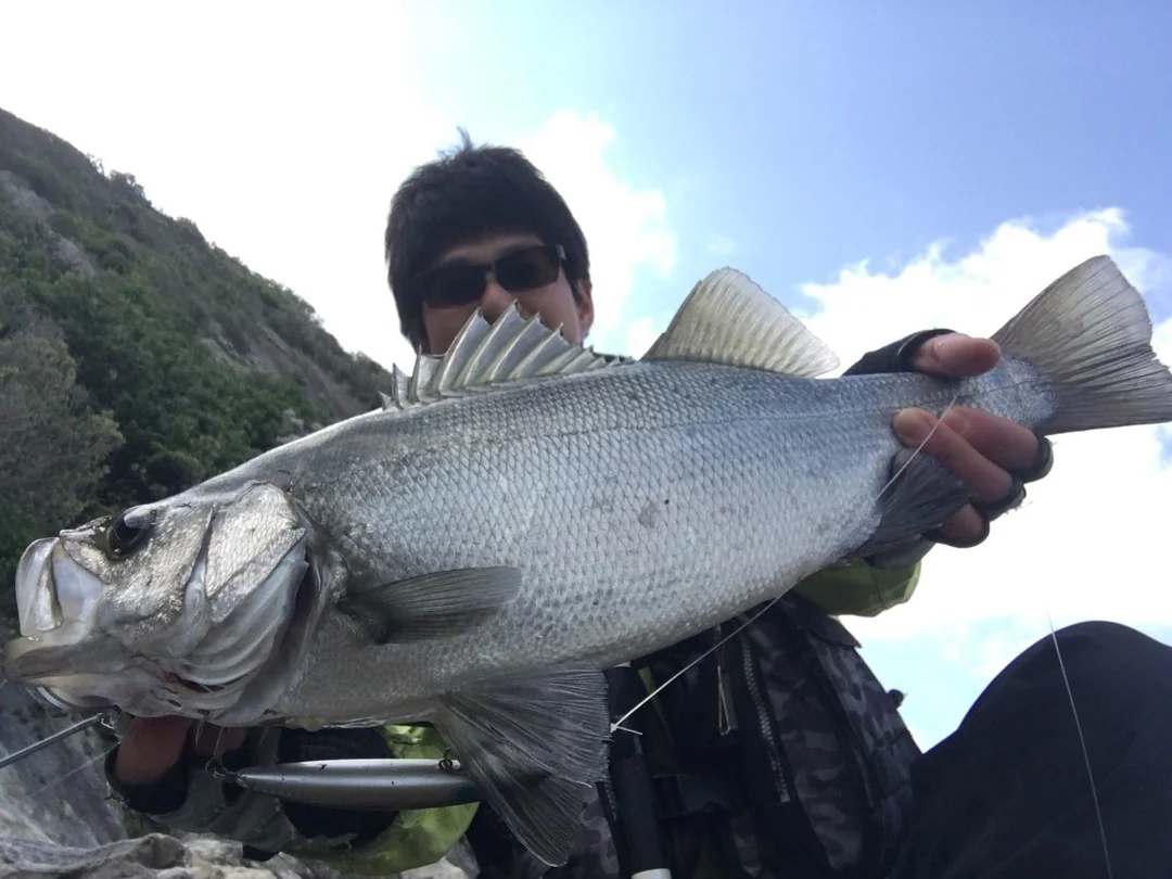 磯ヒラスズキ釣行