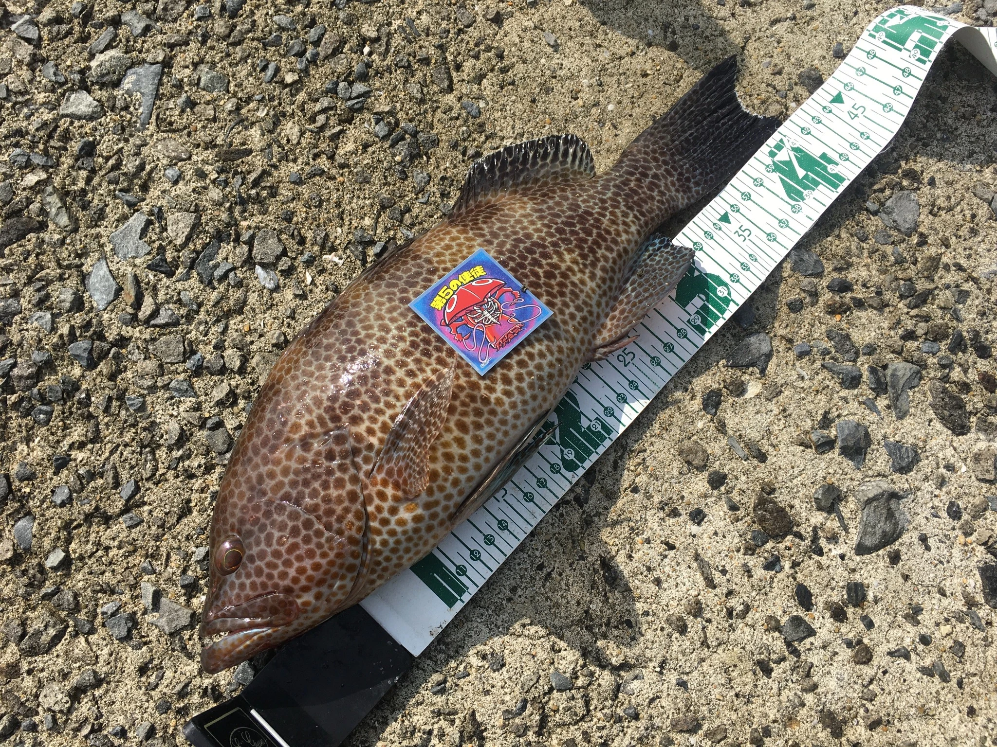 オオモンハタのサイズ測定