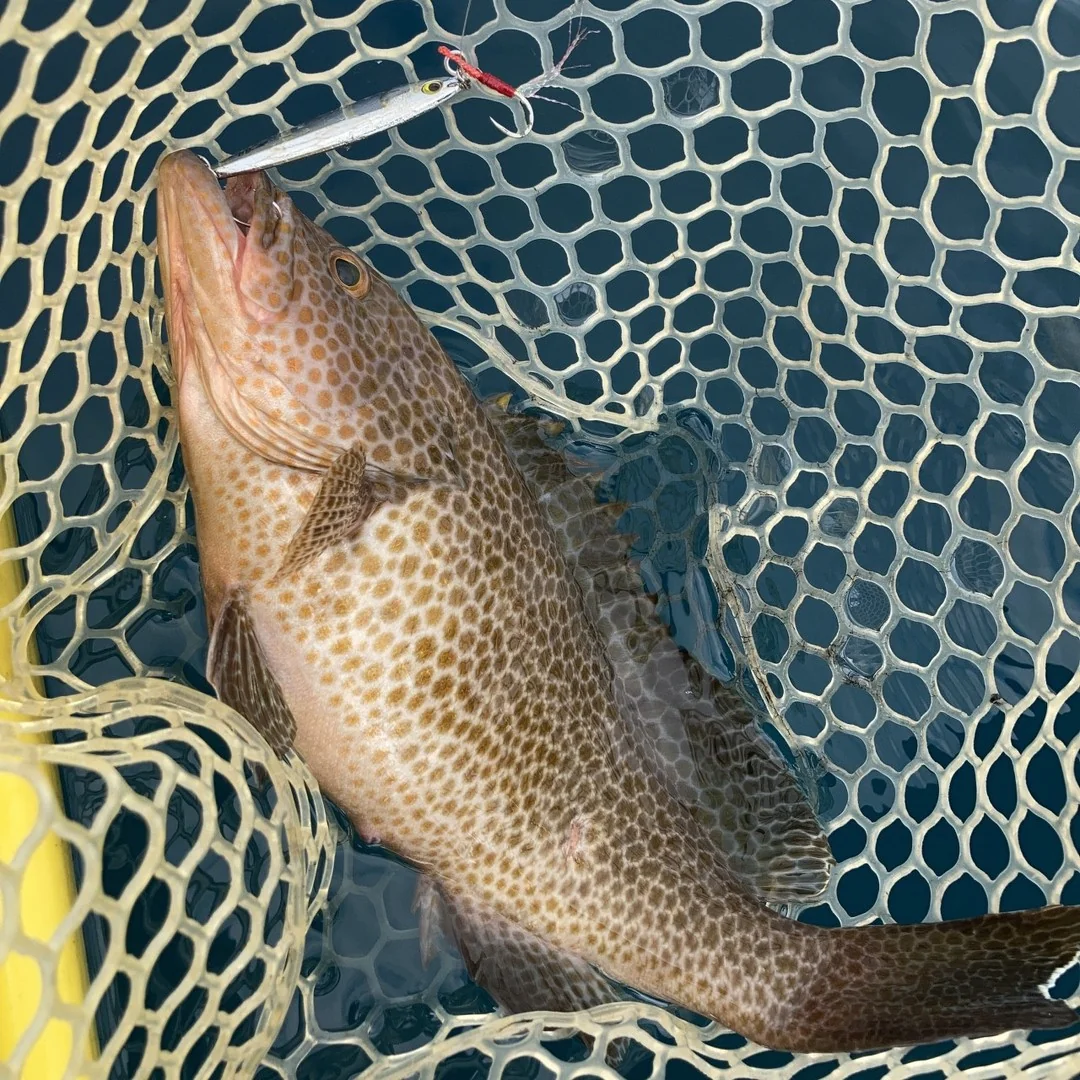 メタルジグで釣れたオオモンハタ