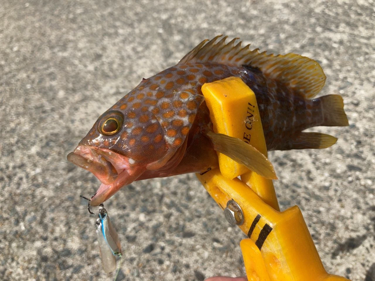 キジハタの釣果写真