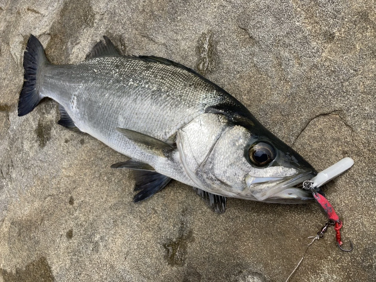 ヒラスズキとブレードジグ(LBS)