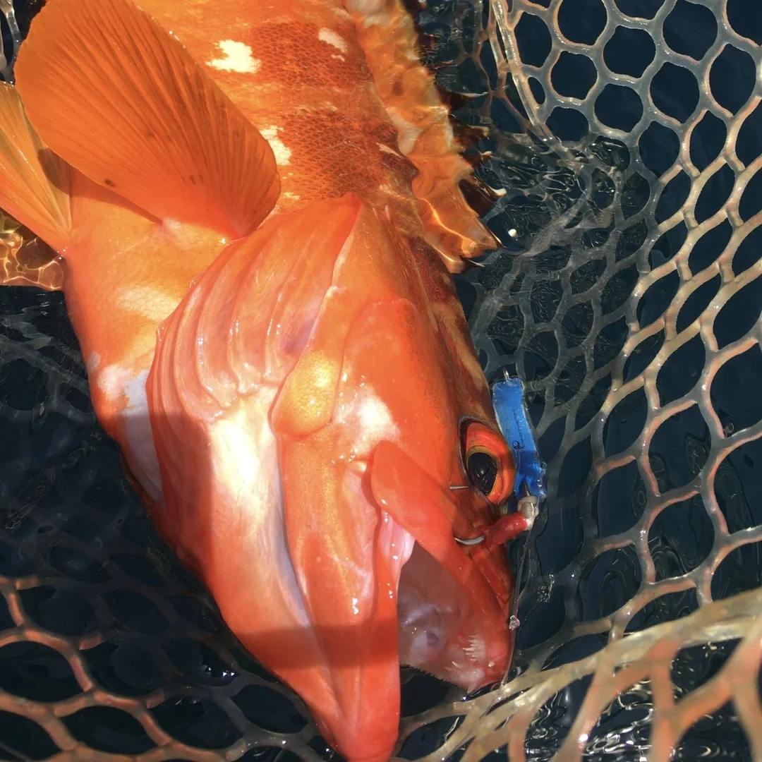 オフショアでアカハタネットイン