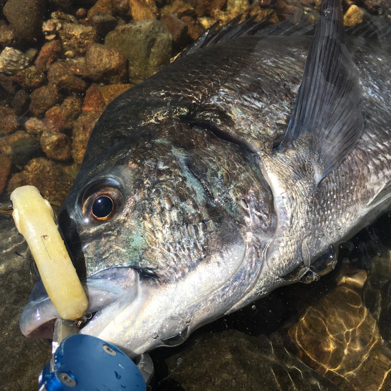 SLIDEWIPER55Sのアップ画像