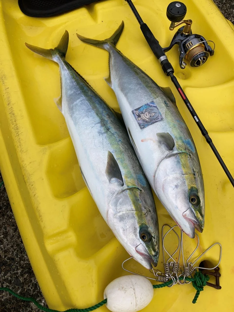 ブレードジグ(LBS)での青物の釣果