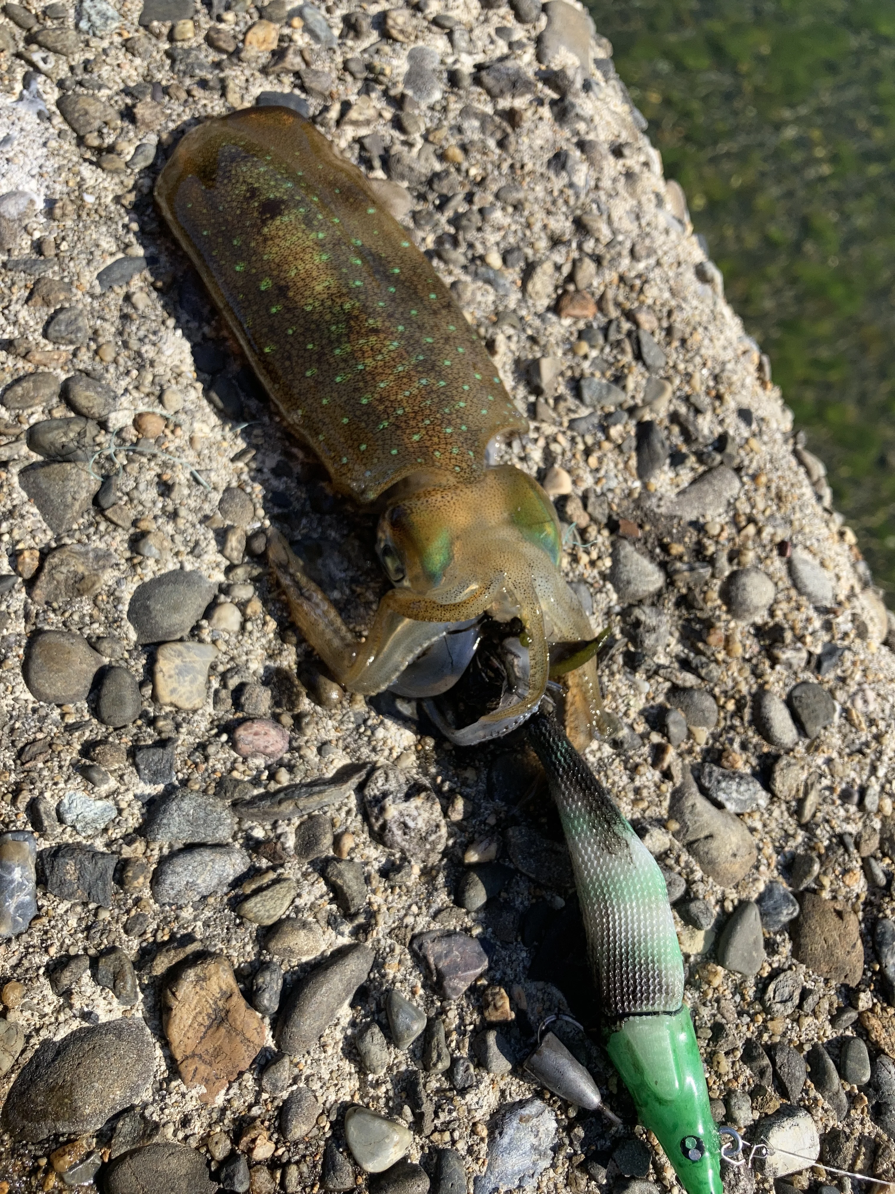 GURAIDROLL100に乗ってきたアオリイカ