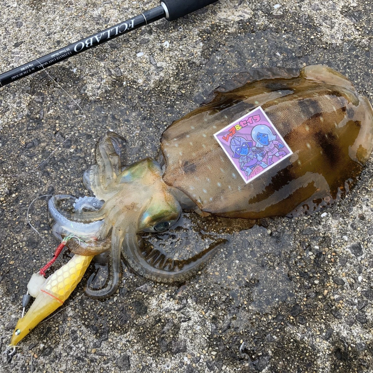 3dプリンタ製BUREIDROLL90で釣れたアオリイカ